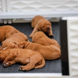 Labrador Retriever Puppies from Mid-Columbia Labradors