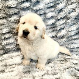Ryder - Light golden male Golden Retriever puppy in Oregon from Bliss Retrievers