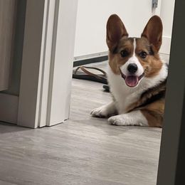 Pembroke Welsh Corgi Puppies from Top-Notch Paws