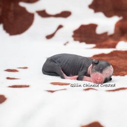 Chinese Crested Puppies from Qilin Chinese Crested