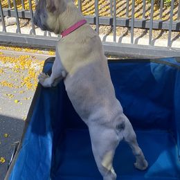 French Bulldogs from Crazy Exotic Dawgz Kennel Club