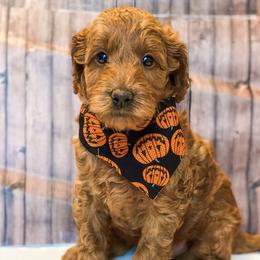 Goldendoodle Puppies from Zink Doodles