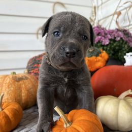 Danse - Gray female Cane Corso puppy in Fort Scott, Kansas from Black Magic Cane Corso