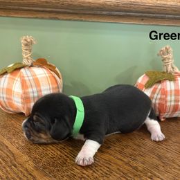 Pocket Beagle Male Green - Black tan and white male Beagle puppy in Gentry, Arkansas from HC Puppy Ranch