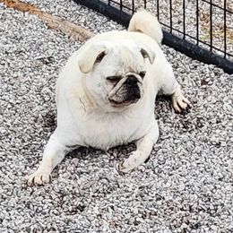 Razzle - Pug