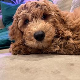 Goldendoodle Puppies from Sunnydoodle Utah