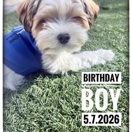 Yorkshire Terrier Puppies from Sharon Johnson