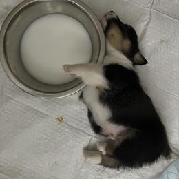 Pembroke Welsh Corgi Puppies from S7 Corgis and Chaos