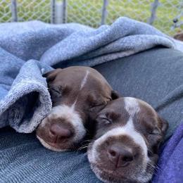 German Shorthaired Pointers from GSP Farms