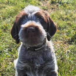Hank-(Venom) - Brown and gray male Wirehaired Pointing Griffon puppy in Grangeville, Idaho from Happy Hollow Griffons