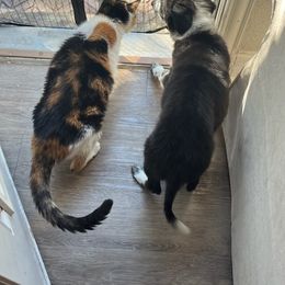 Border Collie Puppies from Bond Border Collies