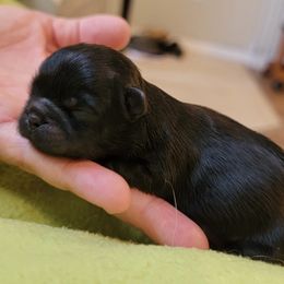 Shih Tzu Puppies from Chimera Shih Tzu