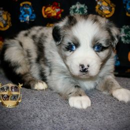Frosty - Blue merle male Miniature Australian Shepherd puppy in El Dorado Springs, Missouri from HP Aussie Kennels