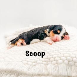 Scoop - Tri-color male Bernedoodle puppy in Hudson, Indiana from TurkeyCreek-K9