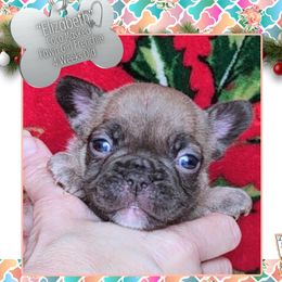 Girl 2- Elizabeth - Liver female French Bulldog puppy in Elberton, Georgia from Ioney's Southern Paws Shelties, Frenchies, and Yorkies