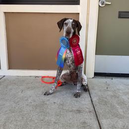 Vixen, JH, FITS, FTN, CGCU, TKA, CGCA,BN - German Shorthaired Pointer