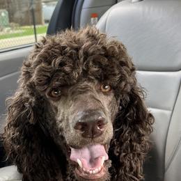Liberty - Poodle