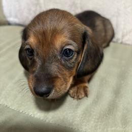 Boy 1 - Sable male Dachshund puppy in Miami, Florida from Marble Dachshunds