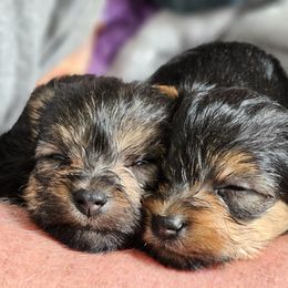 Yorkshire Terrier Puppies from Lady A's Yorkies