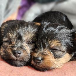 Yorkshire Terrier Puppies from Lady A's Yorkies