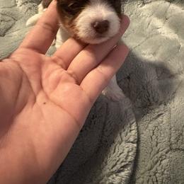 Riku - Chocolate, tan and white male Yorkshire Terrier puppy in Fredericksburg, Virginia from VA Exclusive Yorkies