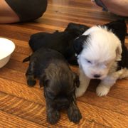 Lowchen Puppies from Ashford Kennel