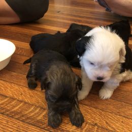 Lowchen Puppies from Ashford Kennel