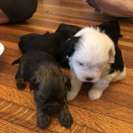 Lowchen Puppies from Ashford Kennel