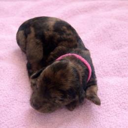Eloise pink collar - Merle female Goldendoodle puppy in North Branch, Michigan from Graceful Miniature Goldendoodles