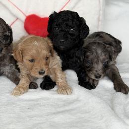 Merle ( bigger)on left - Merle female Goldendoodle puppy in Rush, New York from Care Bear Puppies