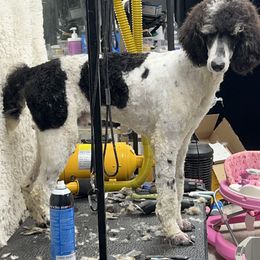 Poodle Puppies from Shellie’s Poodle Patch