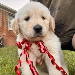 Girl Red - Light golden female Golden Retriever puppy in Chesapeake, Virginia from Goldilocks Golden Retrievers
