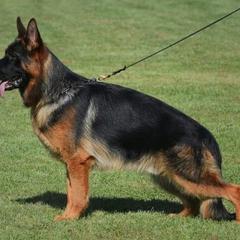 German Shepherd All Grown Up from Grum Majestat's German Shepherds