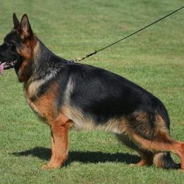 German Shepherd All Grown Up from Grum Majestat's German Shepherds
