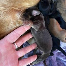 Border Collie and Dachshund Puppies from Chappell Stables