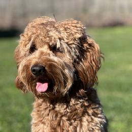 piper - Goldendoodle