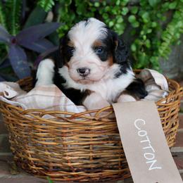 Cotton - Tri-color female Bernedoodle puppy in Lancaster, Pennsylvania from Homestead Bernedoodles