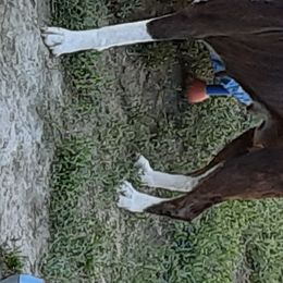 Boxer All Grown Up from Mircoa Boxers