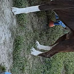 Boxer All Grown Up from Mircoa Boxers