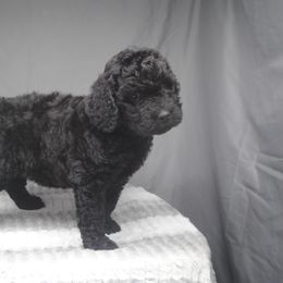 Goldendoodle Puppies from Obsidian Creek Doodles LLC