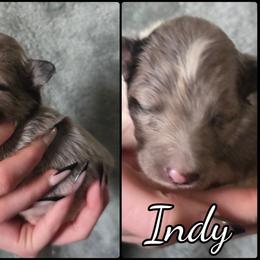 Honor - Blue merle and white female Shetland Sheepdog puppy in Lebanon, Tennessee from Henotic Homestead's Shetland Sheepdogs