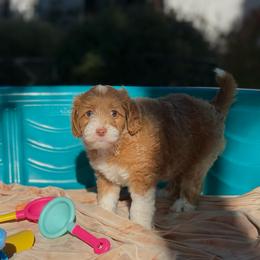 Ginger - Golden female Double Doodle puppy in Los Angeles, California from Deane’s Double Doodles