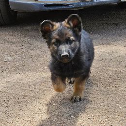 Gold collar girl - Black and tan female German Shepherd puppy in Lake George, Colorado from High Country German Shepherds