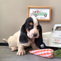 Vera - Black white and brown female Basset Hound puppy in Denison, Texas from Emma Lou's Baby Bassets