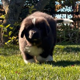 Girl 3 - White and gray female Newfoundland puppy in New York from Johnson Farms