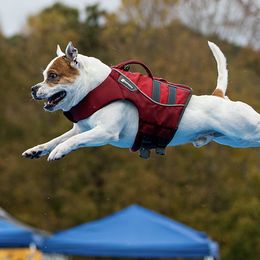 Staffordshire Bull Terrier All Grown Up from Moonstruck Staffords