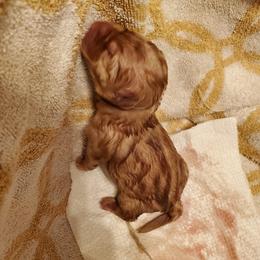 Scottish Terrier Puppies from Hyland Lake Scotties