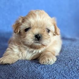 Olaf - Cream and white male Shih Tzu puppy in Surprise, Arizona from Arizona Shih Tzu