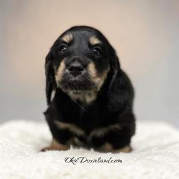 Tabitha - Black and cream female Dachshund puppy in Oklahoma City, Oklahoma from OkieDoxieland Dachshunds