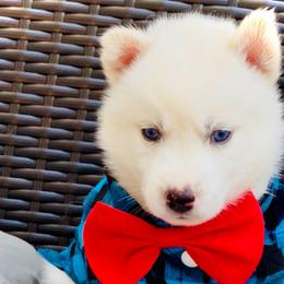 Neo - White male Siberian Husky puppy in Atlanta, Georgia from Lobban Huskies